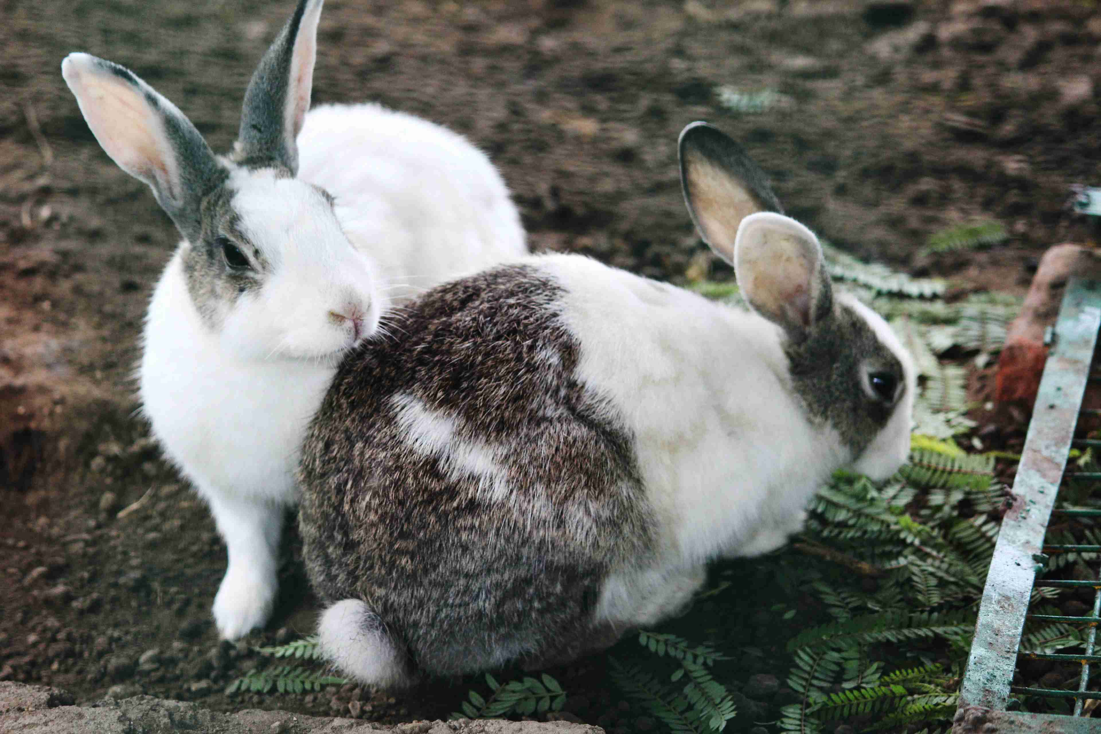 Is Your Pet Rabbit Showing Signs of Heart Disease? Learn the Symptoms to Look Out For